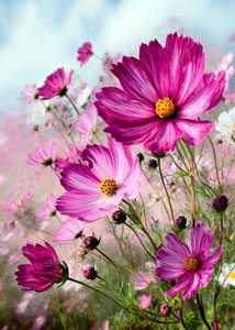 Kosmos i livfull rosa av Justyna Jaszke