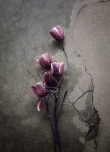 Stämningsfulla betongblommor av Kahar Lagaa
