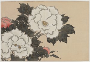 Blommor i hundra världar (Momoyogusa): Pioner (Fukamigusa) av Kamisaka Sekka