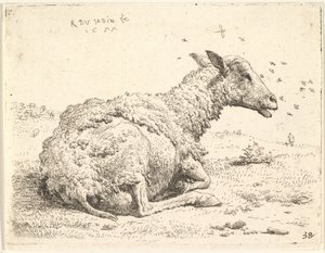 Delvis klippta får som ligger i gräset med insekter svävande runt huvudet, 1655.