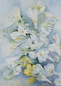 Freesia Eldus, Giant White av Karen Armitage