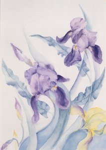 Iris, blå sto av Karen Armitage