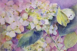 Blek molnig gul fjäril, Colias Hyale på hortensia av Karen Armitage