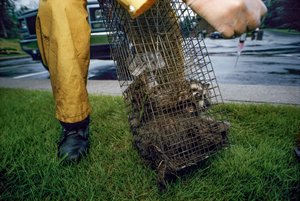 Vaccination mot rabies, 2005 (foto)
