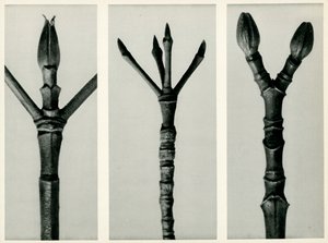 Cornus Nuttallii, 1929 (fotogravyr) av Karl Blossfeldt