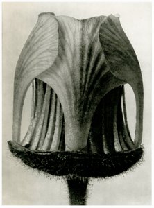 Geum Rivale. 1929 (fotogravyr) av Karl Blossfeldt