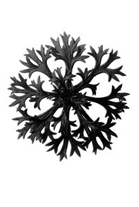 Ursprungliga konstformer av Karl Blossfeldt