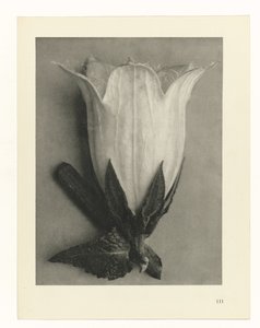 Växtstudier Arketyper av konst: fotografiska bilder av växter (serietitel) av Karl Blossfeldt