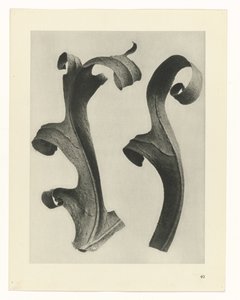 Växtstudier Arketyper av konst: fotografiska bilder av växter (serietitel) av Karl Blossfeldt