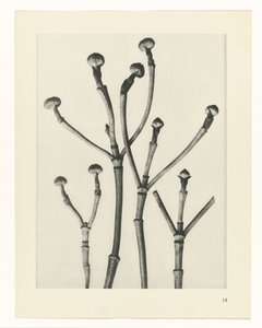 Växtstudier Arketyper av konst: fotografiska bilder av växter (serietitel) av Karl Blossfeldt