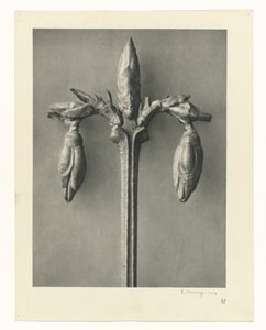 Växtstudier Arketyper av konst: fotografiska bilder av växter (serietitel) av Karl Blossfeldt