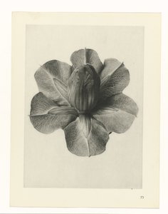 Växtstudier Arketyper av konst: fotografiska bilder av växter (serietitel) av Karl Blossfeldt