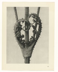 Växtstudier Arketyper av konst: fotografiska bilder av växter (serietitel) av Karl Blossfeldt