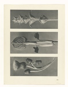 planera studien Archetypes of Art (serietitel) av Karl Blossfeldt