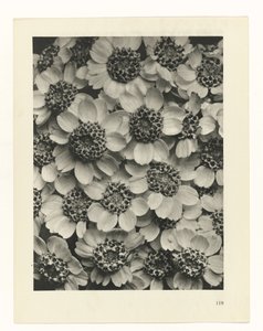 planera studien Archetypes of Art (serietitel) av Karl Blossfeldt
