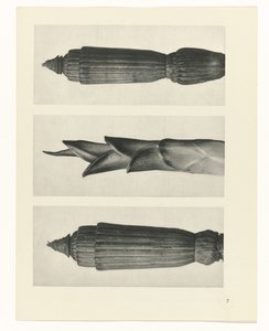planera studien Archetypes of Art (serietitel) av Karl Blossfeldt
