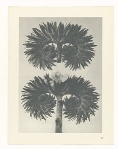 planera studien Archetypes of Art (serietitel) av Karl Blossfeldt