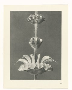 planera studien Archetypes of Art (serietitel) av Karl Blossfeldt