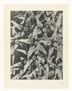 planera studien Archetypes of Art (serietitel) av Karl Blossfeldt