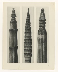 planera studien Archetypes of Art (serietitel) av Karl Blossfeldt