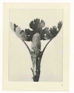 planera studien Archetypes of Art (serietitel) av Karl Blossfeldt