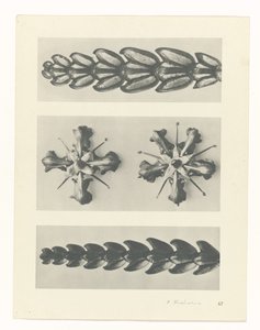planera studien Archetypes of Art (serietitel) av Karl Blossfeldt