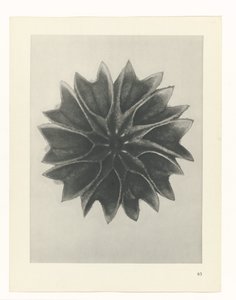 planera studien Archetypes of Art (serietitel) av Karl Blossfeldt