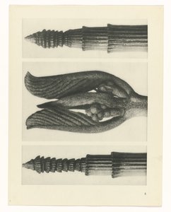 planera studien Archetypes of Art (serietitel) av Karl Blossfeldt