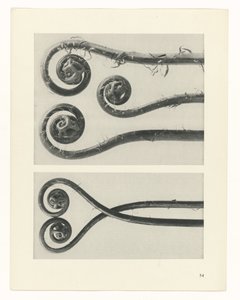 planera studie Archetypes of Art (serietitel) av Karl Blossfeldt