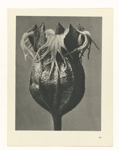 planera studien Archetypes of Art (serietitel) av Karl Blossfeldt