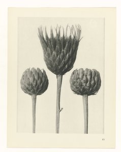 planera studien Archetypes of Art (serietitel) av Karl Blossfeldt