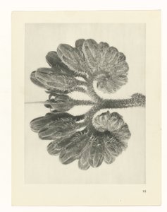 planera studien Archetypes of Art (serietitel) av Karl Blossfeldt