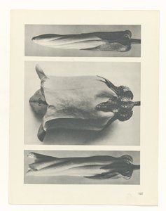 planera studien Archetypes of Art (serietitel) av Karl Blossfeldt