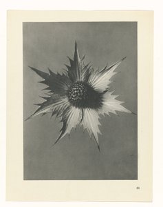 planera studien Archetypes of Art (serietitel) av Karl Blossfeldt