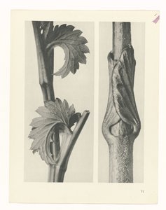 planera studien Archetypes of Art (serietitel) av Karl Blossfeldt