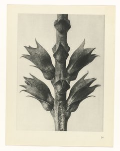 planera studien Archetypes of Art (serietitel) av Karl Blossfeldt