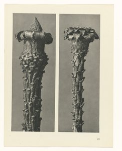 planera studien Archetypes of Art (serietitel) av Karl Blossfeldt