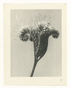 planera studien Archetypes of Art (serietitel) av Karl Blossfeldt