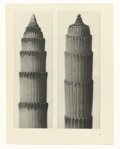 planera studien Archetypes of Art (serietitel) av Karl Blossfeldt