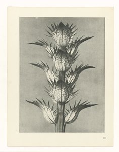 planera studie Archetypes of Art (serietitel) av Karl Blossfeldt