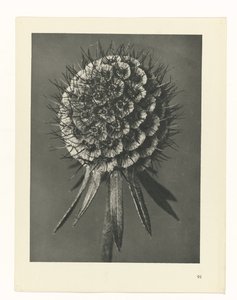 planera studien Archetypes of Art (serietitel) av Karl Blossfeldt