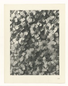 planera studien Archetypes of Art (serietitel) av Karl Blossfeldt