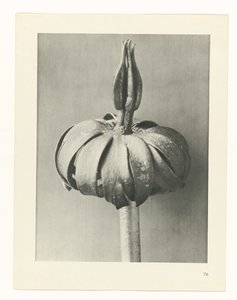 planera studien Archetypes of Art (serietitel) av Karl Blossfeldt