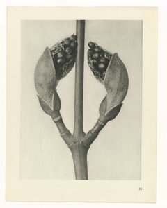 planera studie Archetypes of Art (serietitel) av Karl Blossfeldt