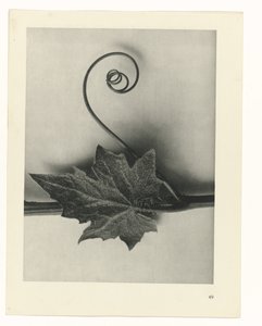 planera studie Archetypes of Art (serietitel) av Karl Blossfeldt