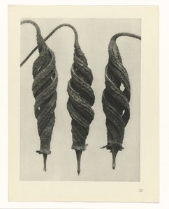 planera studien Archetypes of Art (serietitel) av Karl Blossfeldt