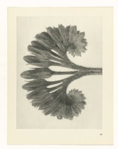 planera studien Archetypes of Art (serietitel) av Karl Blossfeldt