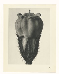 planera studien Archetypes of Art (serietitel) av Karl Blossfeldt