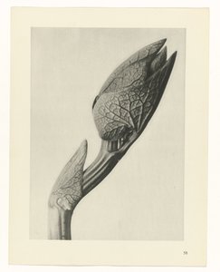 planera studien Archetypes of Art (serietitel) av Karl Blossfeldt