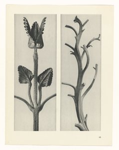 planera studien Archetypes of Art (serietitel) av Karl Blossfeldt